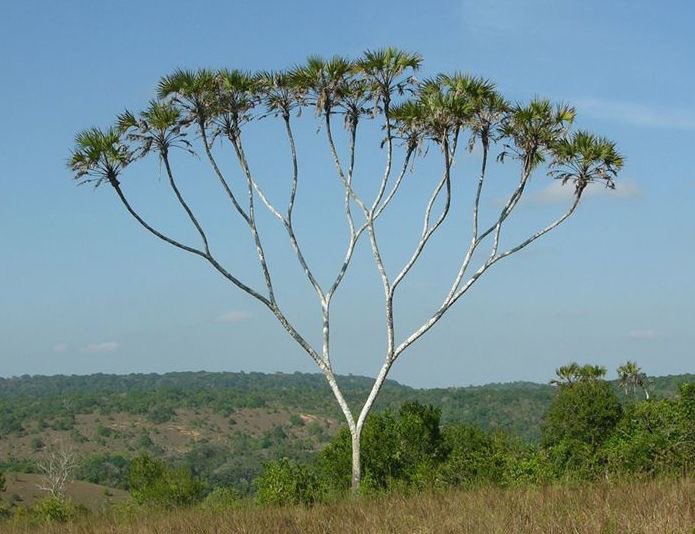 Complete binary tree